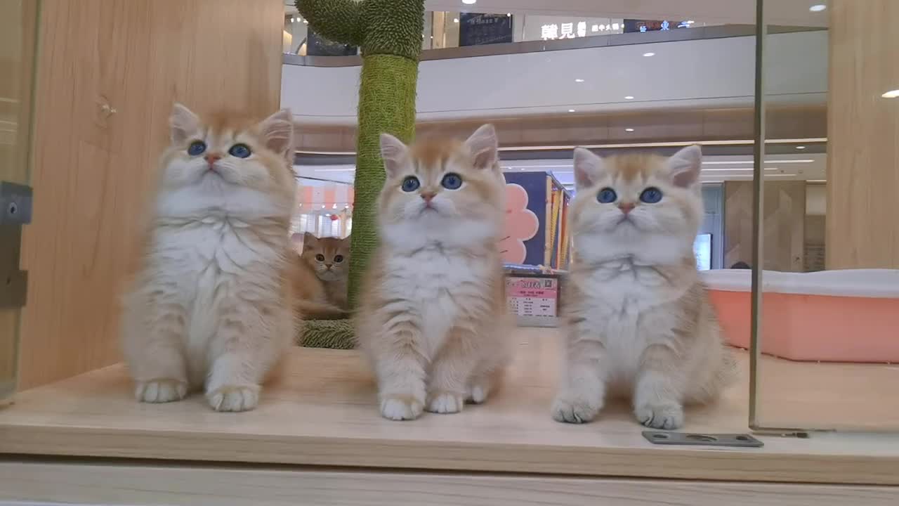 Cats lined up