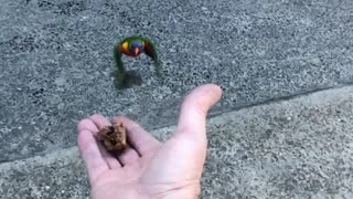 Feeding a Couple of Bondi Locals