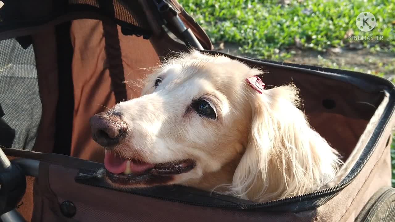 Cute dogs walk