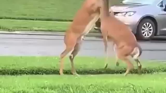 Brawl in the front yard.