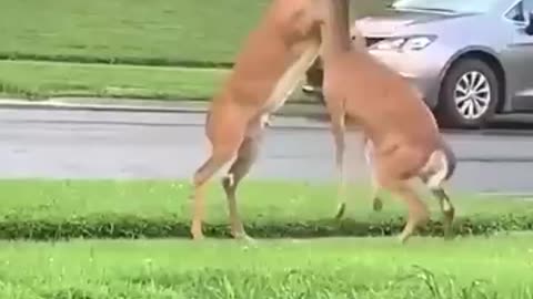 Brawl in the front yard.