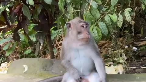 Funny girls and pets🐶😂🔥😂😂🐭😁 //THE MOST FUNNY VIDEO OF 2020 &2021🐶😂🔥😂😂🐭😁