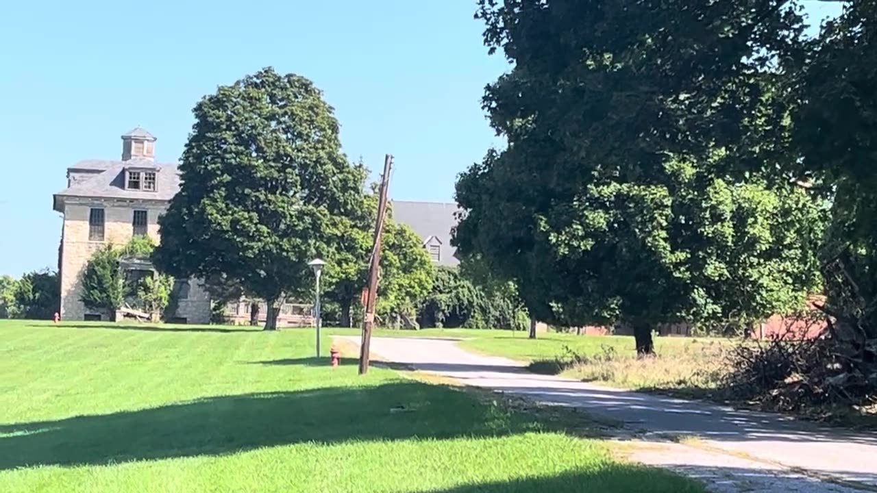 2 Foxes Walking on the Road