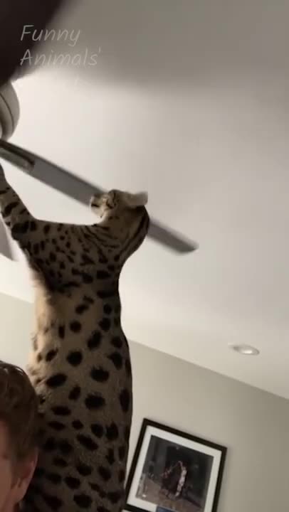 My Dear NAUGHTY CATS