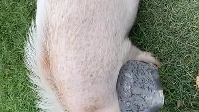 fyp#foryou#pig#asmr