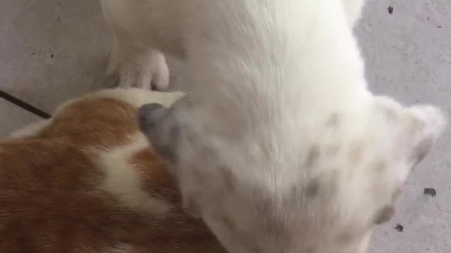 White puppy licking cat repeatedly