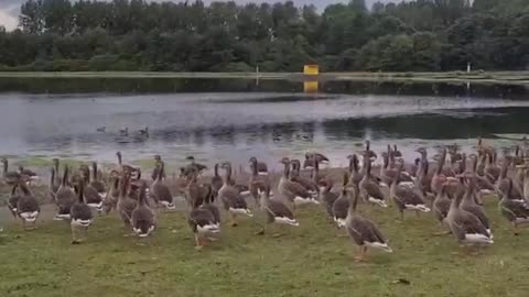 Duck social ( join the gathering at the lakeside buffet)