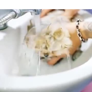 dog doing different things while bathing
