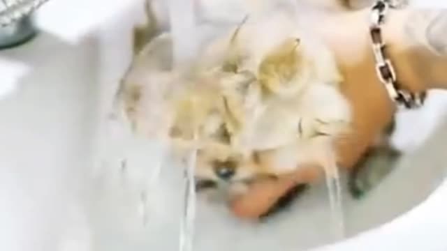 dog doing different things while bathing