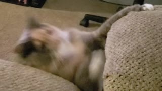 Come on! - cats playing