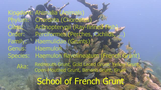 French Grunt