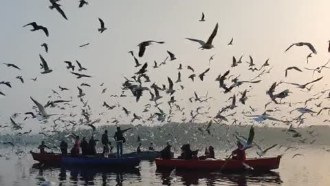 Seagulls flying