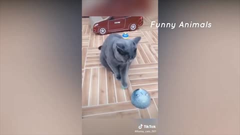 Best Funny Animal || Funny Cat 9/10