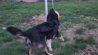 Australian Shepherd Wins At Tetherball