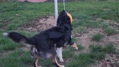 Australian Shepherd Wins At Tetherball