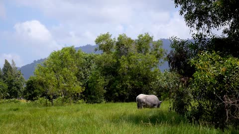 Asia Buffalo in Country Field with Green Grass