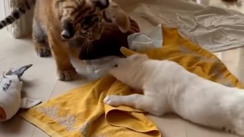 Dog vs tiger fight video