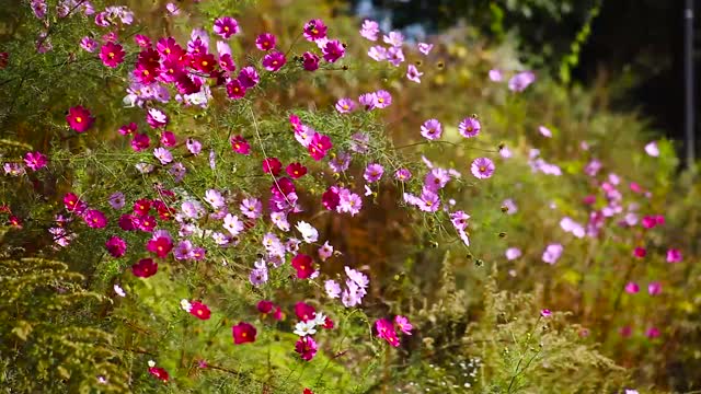 Beautiful flowers swaying in the wind
