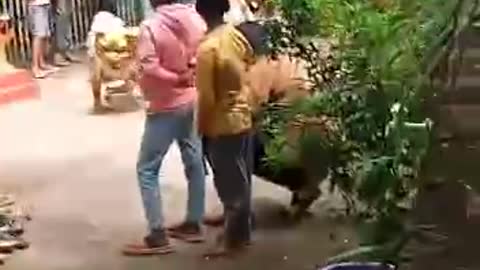 Tigers Dances Scam Show World New👍🤘👌