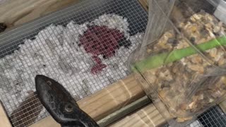 Babies and more babies