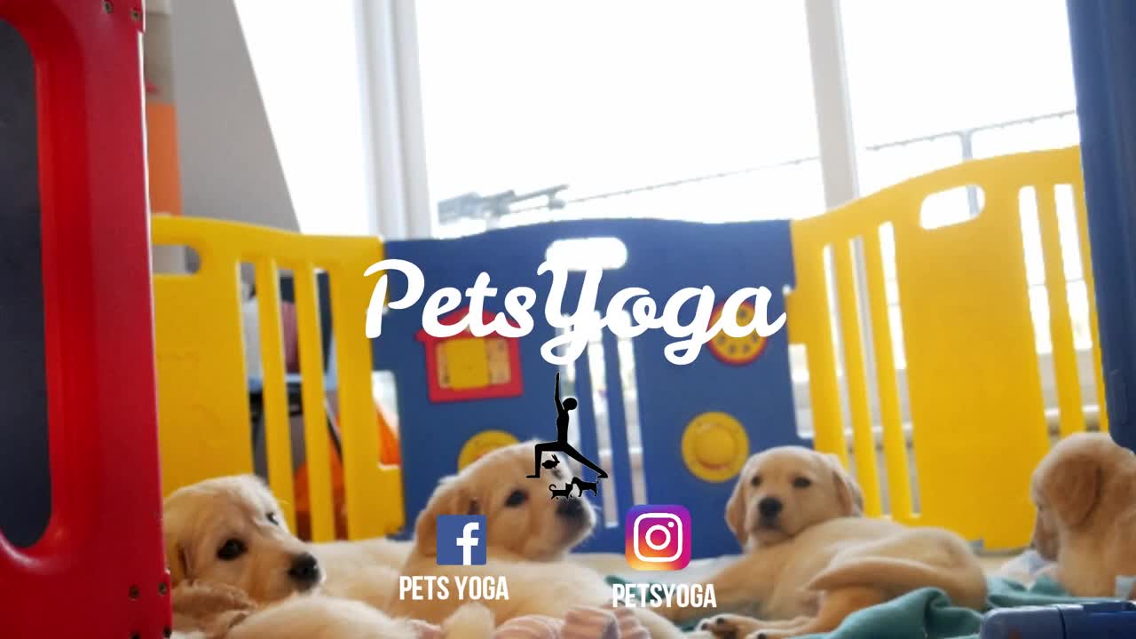 Yoga con perritos labrador