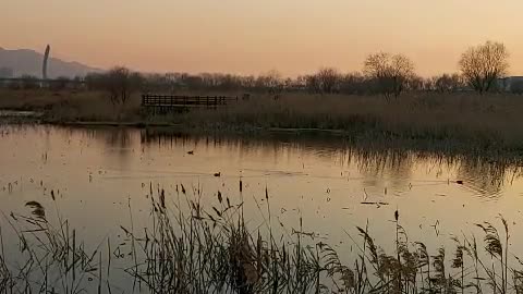 Evening sunset and idle ducks.