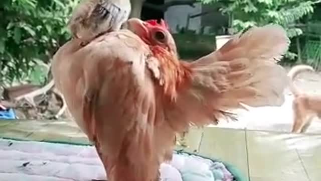 Funny chick