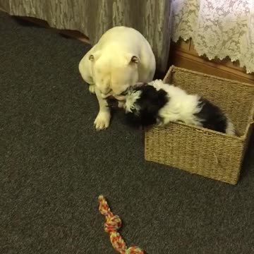 Bulldog sordo es mimado por un cachorro Shih Tzu