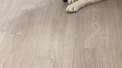 Husky Loses Treat Under Her Own Paw