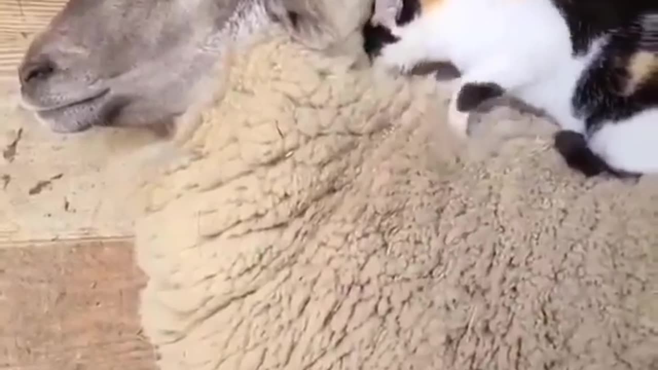 CAT AND SHEEP