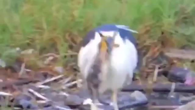 egret feeds on the lake in a weird way