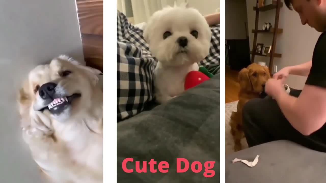 The Most Cute Baby Dogs