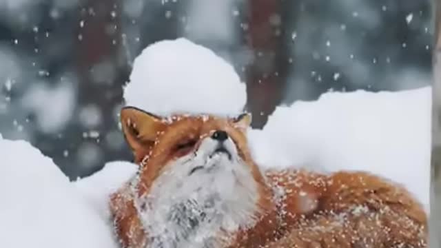 Mr. Fox enjoying the Snow