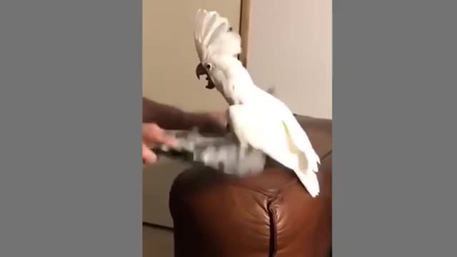 The funniest white parrot dance video