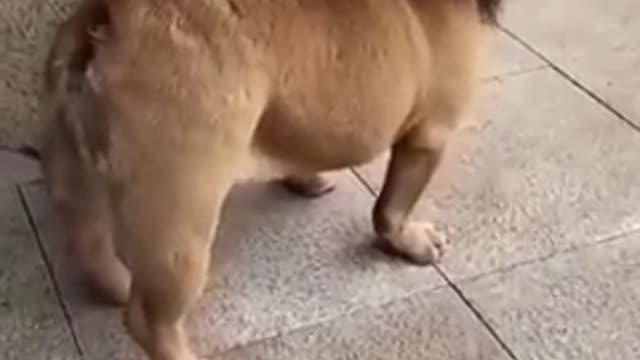 Funny Dog Video 😂😂