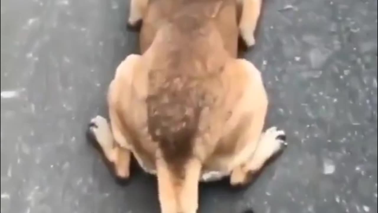 Funny dog