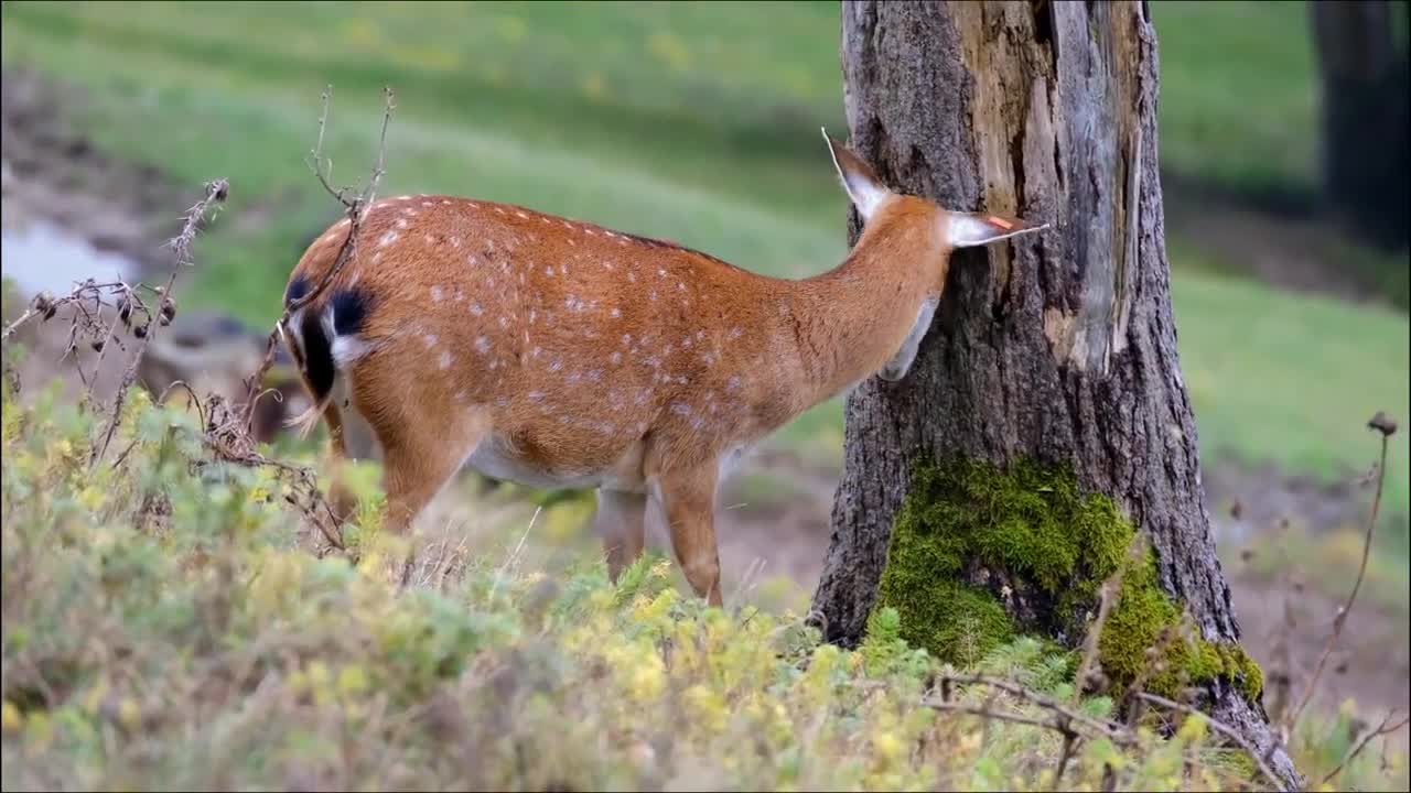 Wildlife Documentary About Nature