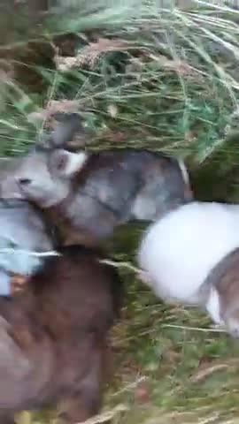 Watch the pets and their beauty 😍 😘