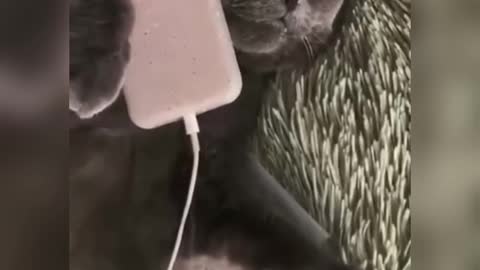 Cat and Phone