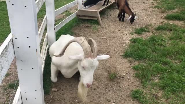 The playing goat sits by the fence and relaxes.