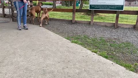 German Shepherd Attacks Pitbull [OFF LEASH DOG PARK] P8-
