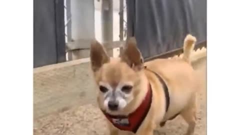 Funny animals video will make u laugh ig