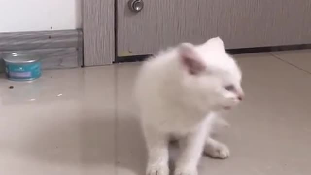 MIAU MIAU MIAU