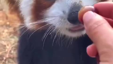 Cute red panda