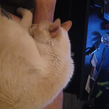 When cat love you pt.2