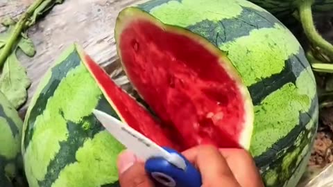 Watermelon is very crispy and fresh - Farm fresh ninja fruit cutting