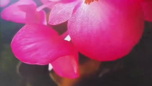 beautiful phalaenopsis