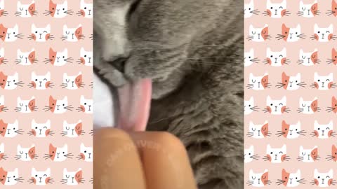Funny cat funny dog