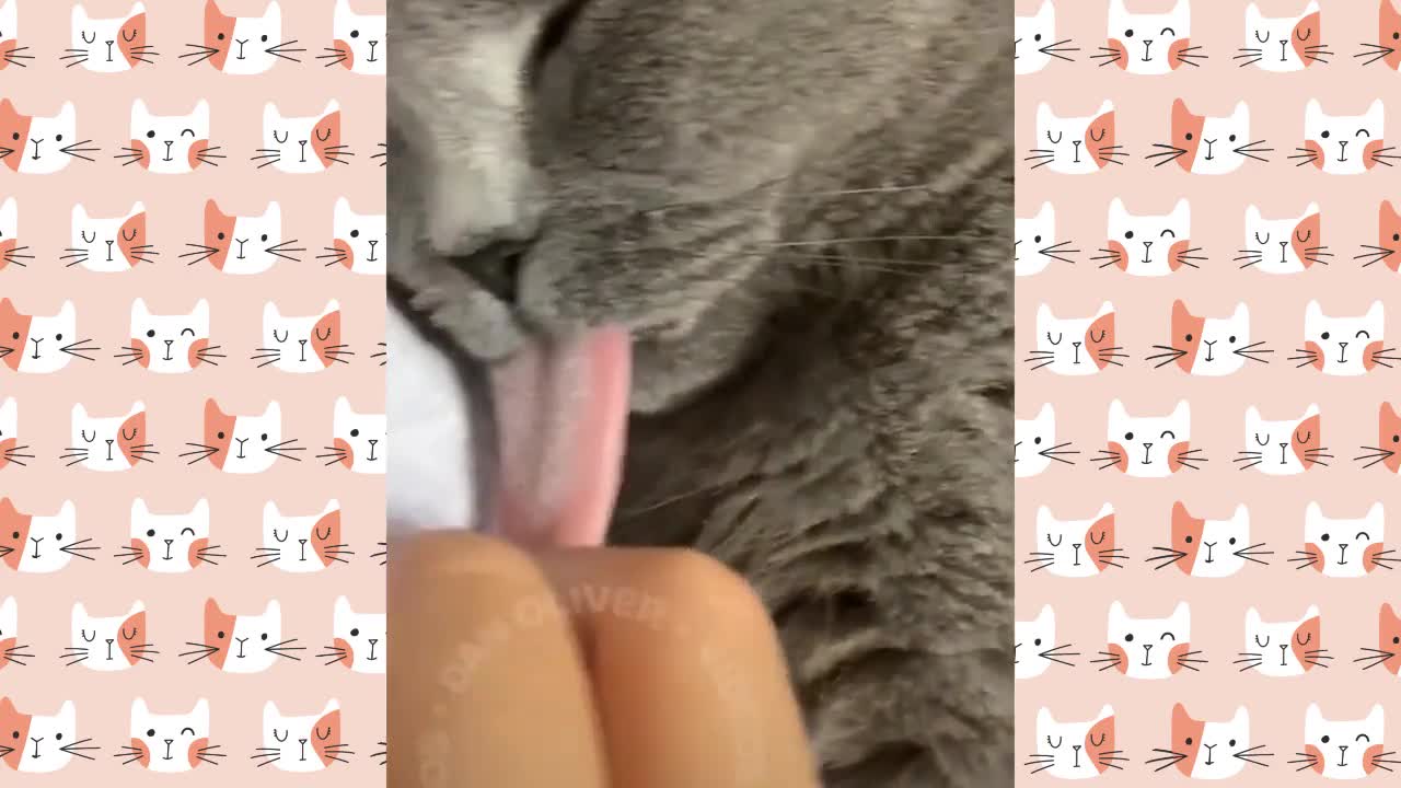 Funny cat funny dog