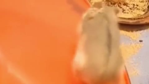 Funny Animal Videos 2022 😂 - Funniest Cats And Dogs Videos 😺😍 #40